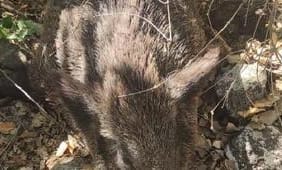 gercus-5C-te-koyluler-bahcelerine-zarar-veren-4-yaban-domuzunu-oldurdu