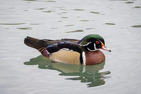 Sultangazi8217de-Dehset-Esini-ve-Kayinvalidesini-Katletti-featured