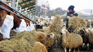 uretim-artacak-ithalat-bitecek-hayvancikta-uretimin-temelinde-aile-isletmeleri-gencler-ve-bhananlar-var-var-ATxCD3XZ.jpg