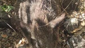 gercus-5C-te-koyluler-bahcelerine-zarar-veren-4-yaban-domuzunu-oldurdu