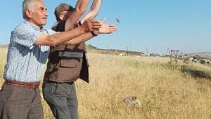 kanali-keklikler-dogaya-birakildi