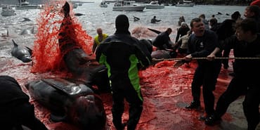 kan-sporu-mu-yoksa-insani-ve-hizli-mi-faroe-adalarinda-toplanan-balina-katliami-basliyor-xdvPRcCx.jpg