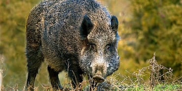 yaban-domuzu-istilasi-baska-bir-italyan-sehri-ozellikle-domuz-sorunuyla-karsi-karsiya-xAhHklUu.jpg