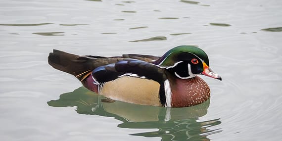 Sultangazi8217de-Dehset-Esini-ve-Kayinvalidesini-Katletti-featured